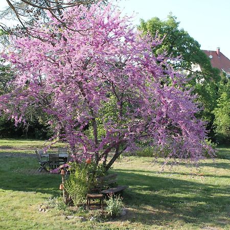 Aux Berges De La Thur Staffelfelden Buitenkant foto