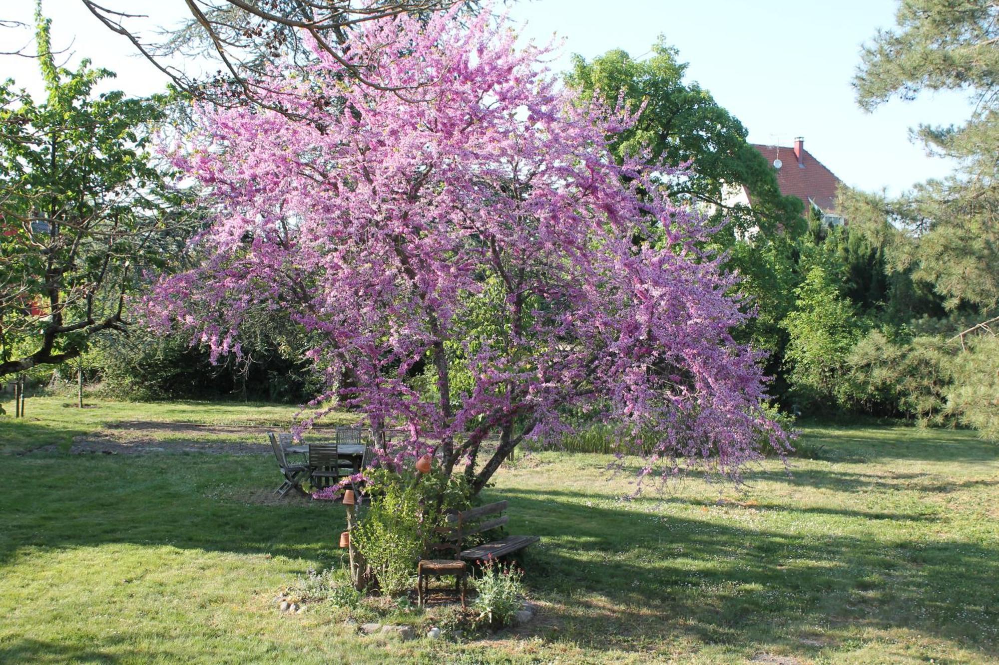 Aux Berges De La Thur Staffelfelden Buitenkant foto